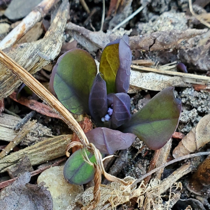 plant image 1578753 plant image 1578753