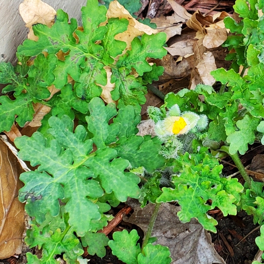 plant image 1578993 plant image 1578993