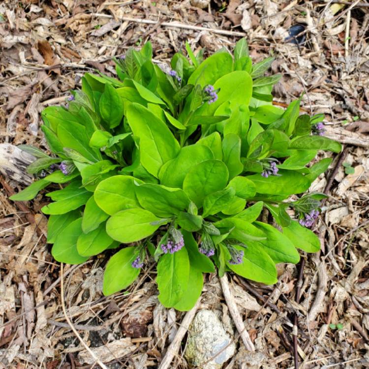 plant image 1579004 plant image 1579004