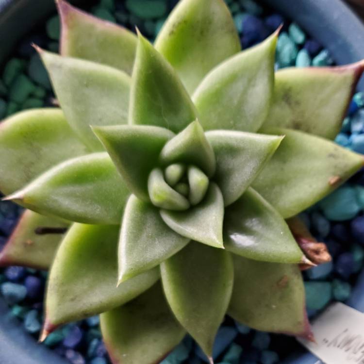 plant image 1579119 plant image 1579119