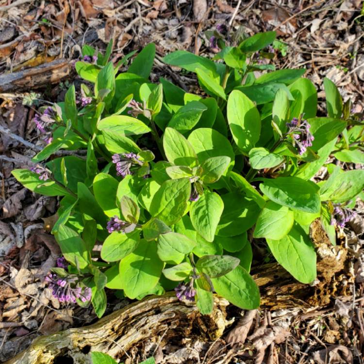plant image 1579375 plant image 1579375