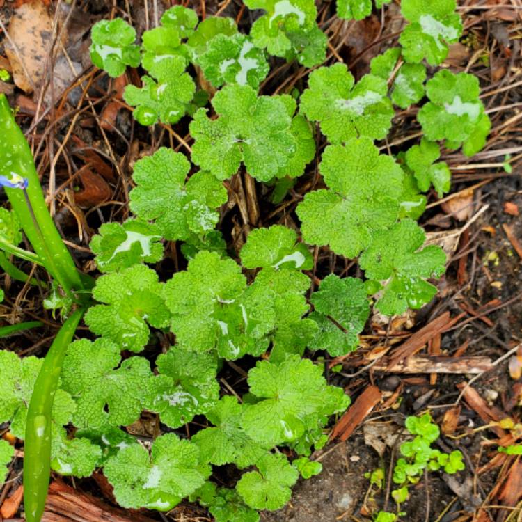 Plant image Geranium 'Philippe Vapelle'