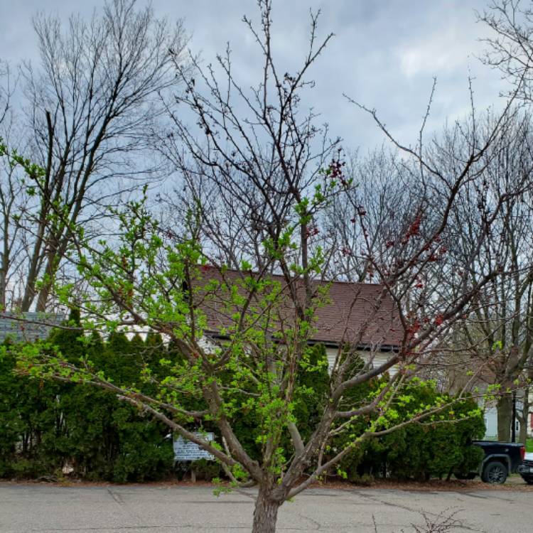 plant image 1579794