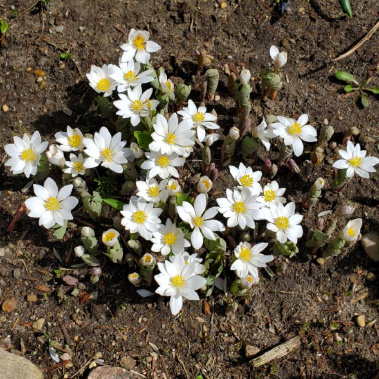 plant image 1581043 plant image 1581043