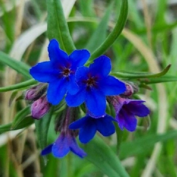 Plant image Buglossoides purpurocaerulea syn. Lithospermum purpurocaeruleum ; Lithodora buglossoides