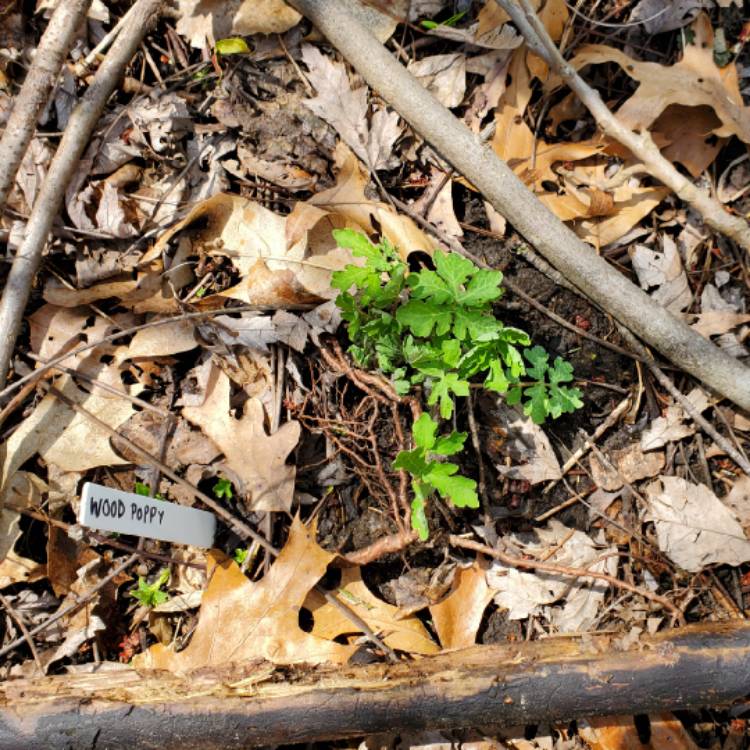 plant image 1581921 plant image 1581921