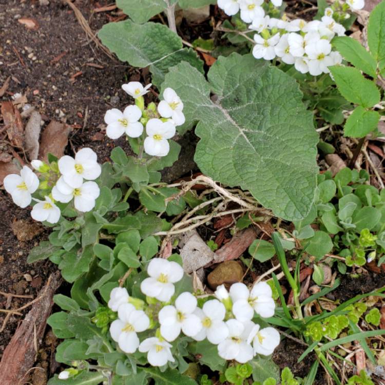 plant image 1582525 plant image 1582525