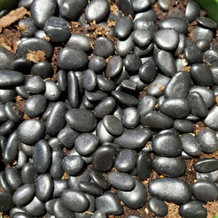 plant image 1583258 plant image 1583258