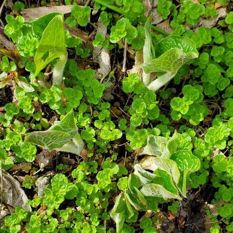 plant image 1583401