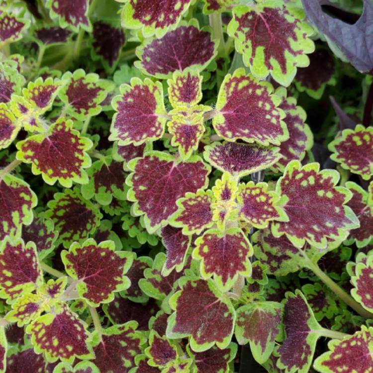 Plant image Solenostemon scutellarioides 'Kakegawa Ce10' (Stained Glassworks Series) syn. Solenostemon scutellarioides 'Burgundy Wedding Train'