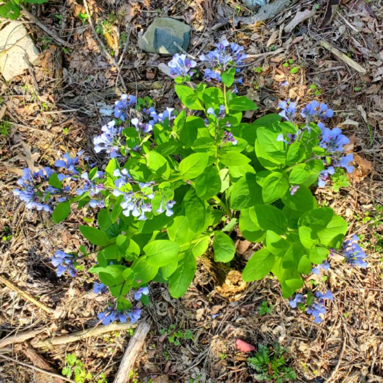 plant image 1583854 plant image 1583854