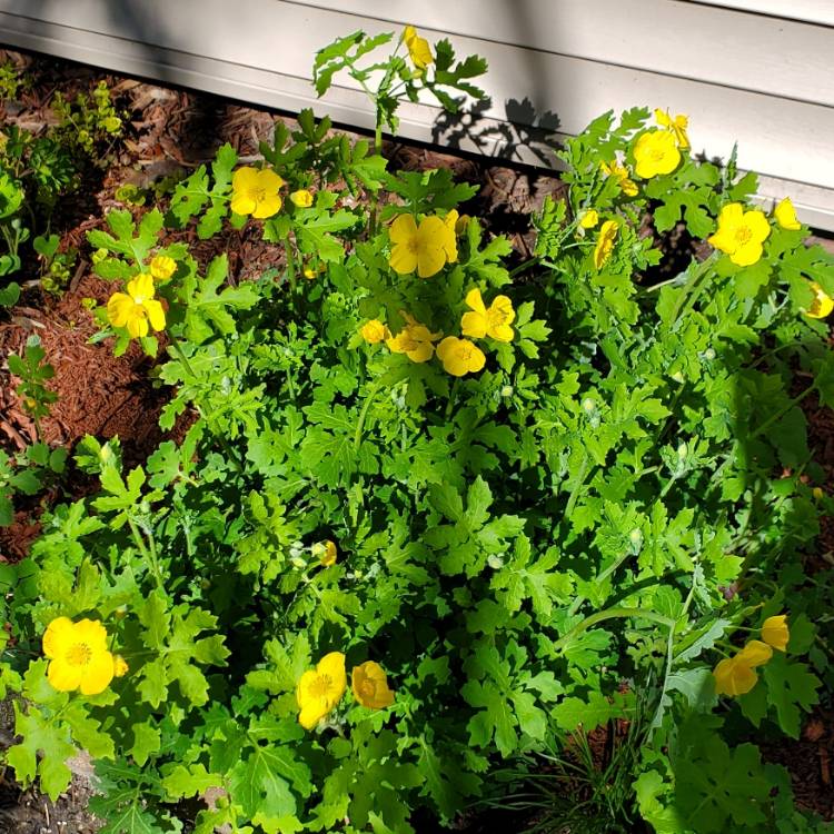 plant image 1583896 plant image 1583896