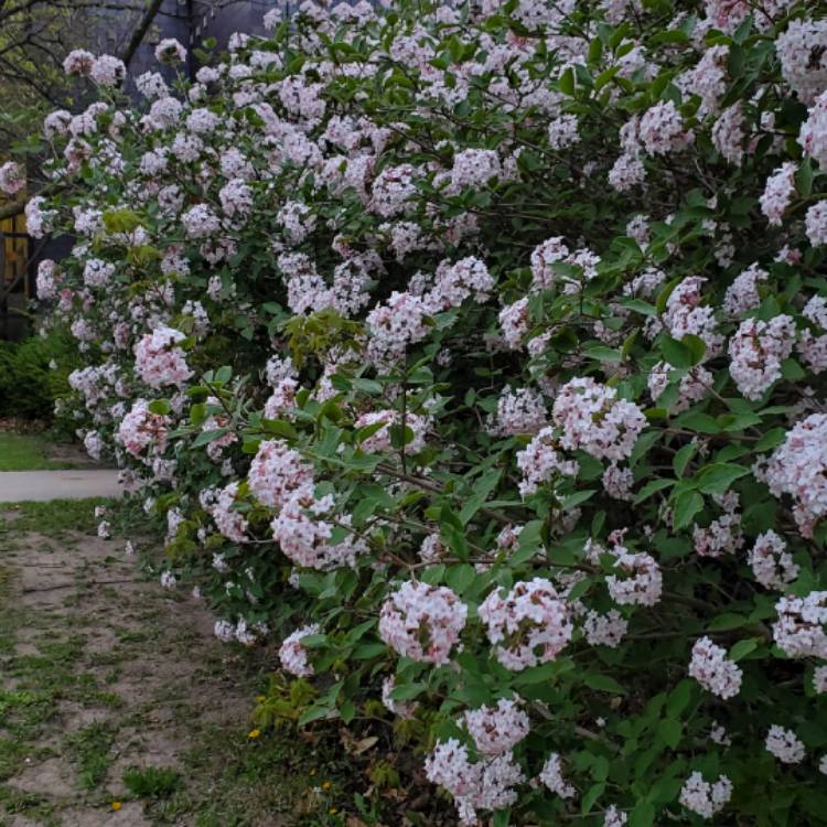 Plant image Viburnum carlesii 'Marlou'