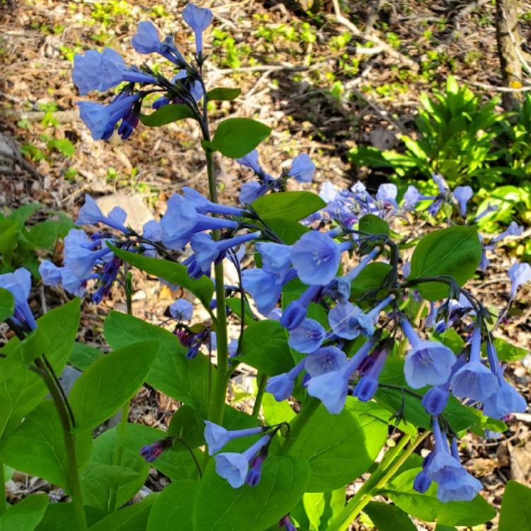 plant image 1587619 plant image 1587619