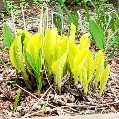 plant image 1587623