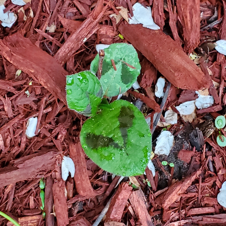 plant image 1587743 plant image 1587743