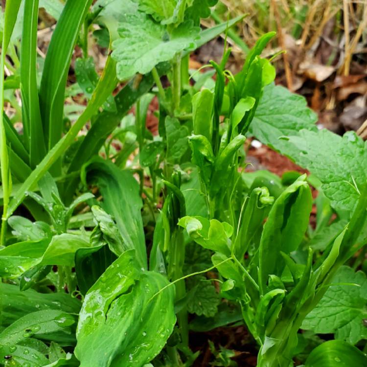 plant image 1587747 plant image 1587747