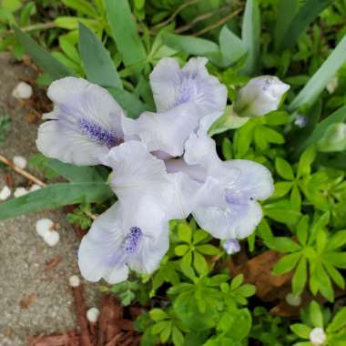 Iris x germanica 'Bedford Lilac'