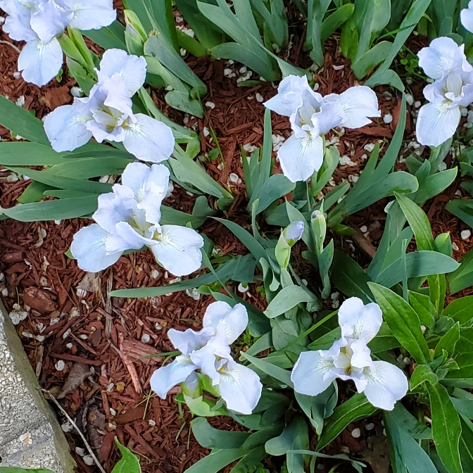 plant image 1588963 plant image 1588963