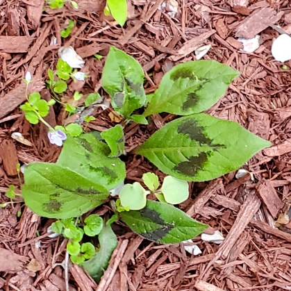 plant image 1589540 plant image 1589540