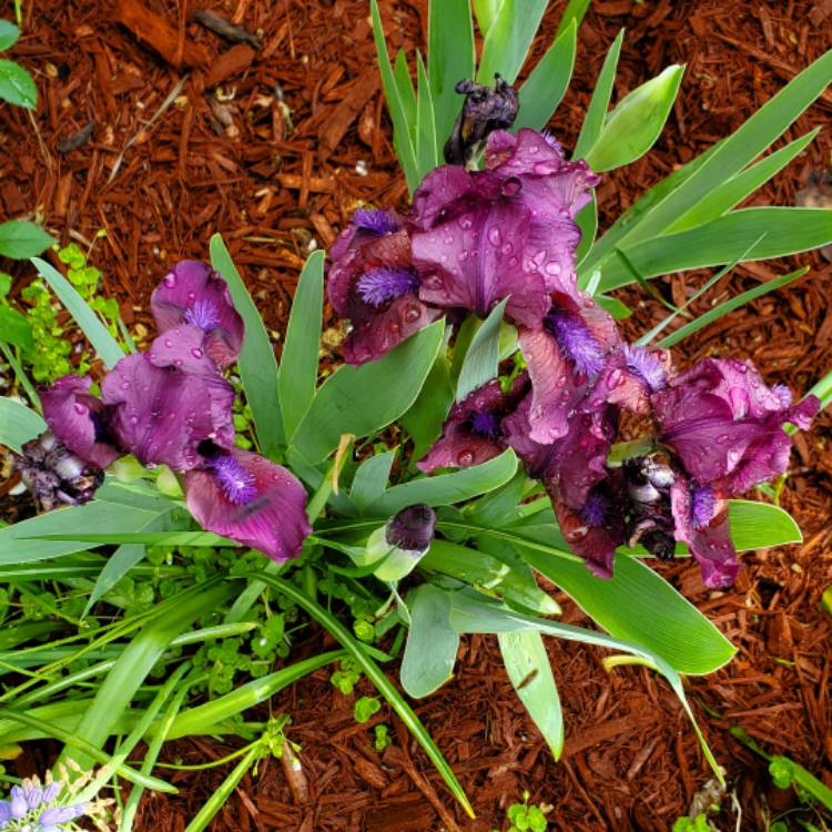 plant image 1589542 plant image 1589542