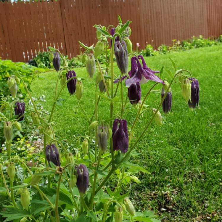 Plant image Aquilegia vulgaris