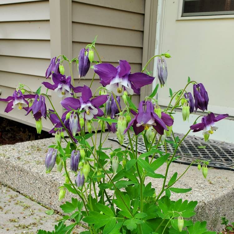 plant image 1590606 plant image 1590606