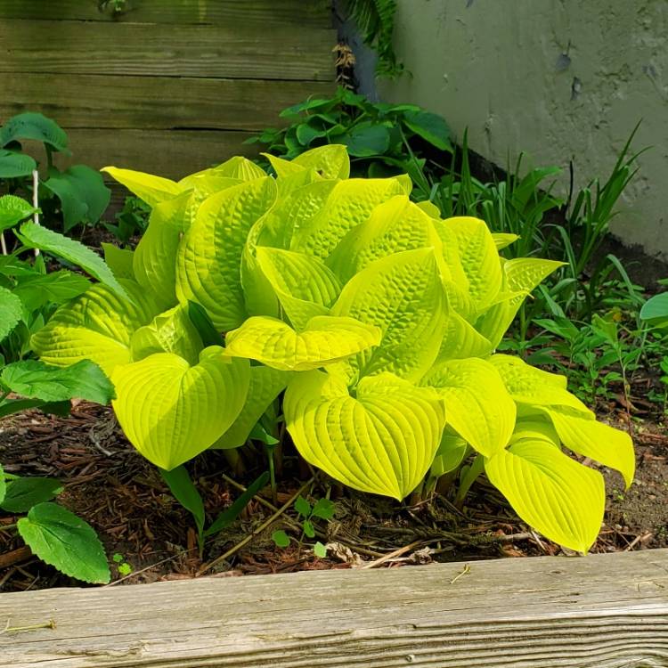 plant image 1590609 plant image 1590609