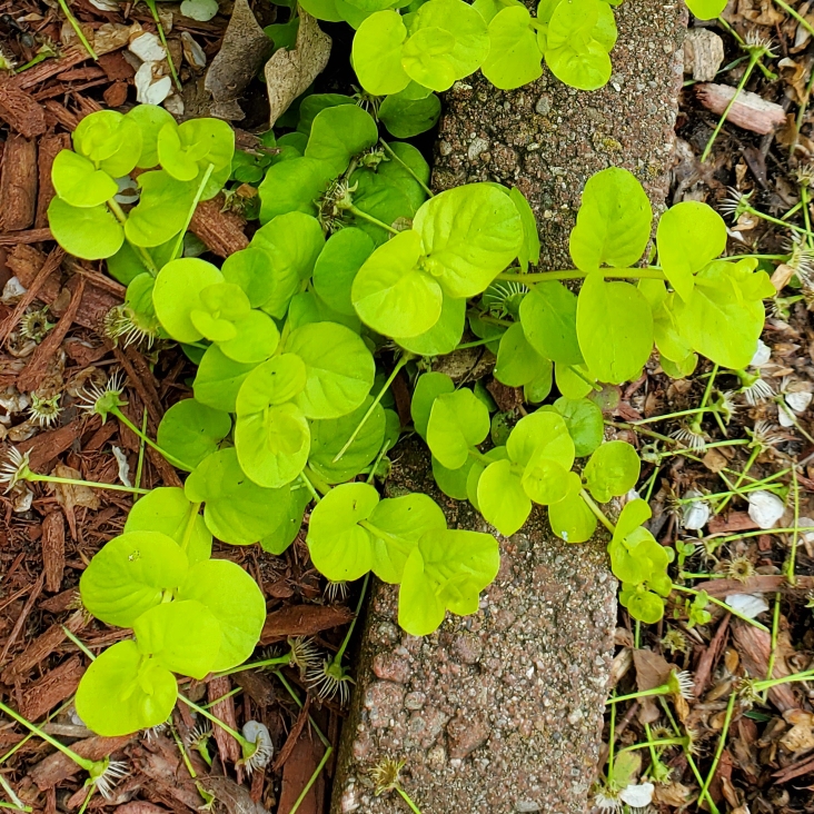 plant image 1590625