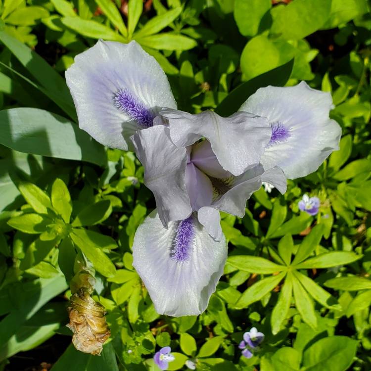 plant image 1590639