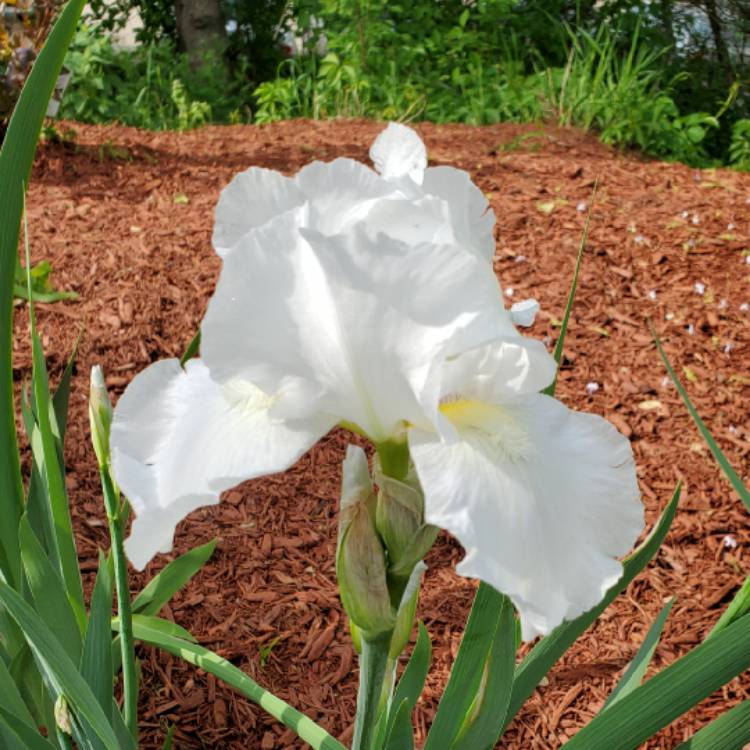 plant image 1591159 plant image 1591159