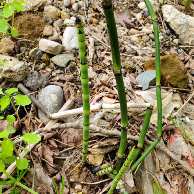 plant image 1591176 plant image 1591176