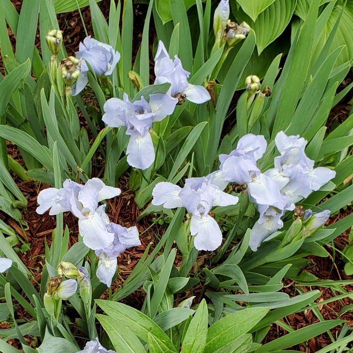 plant image 1591180 plant image 1591180