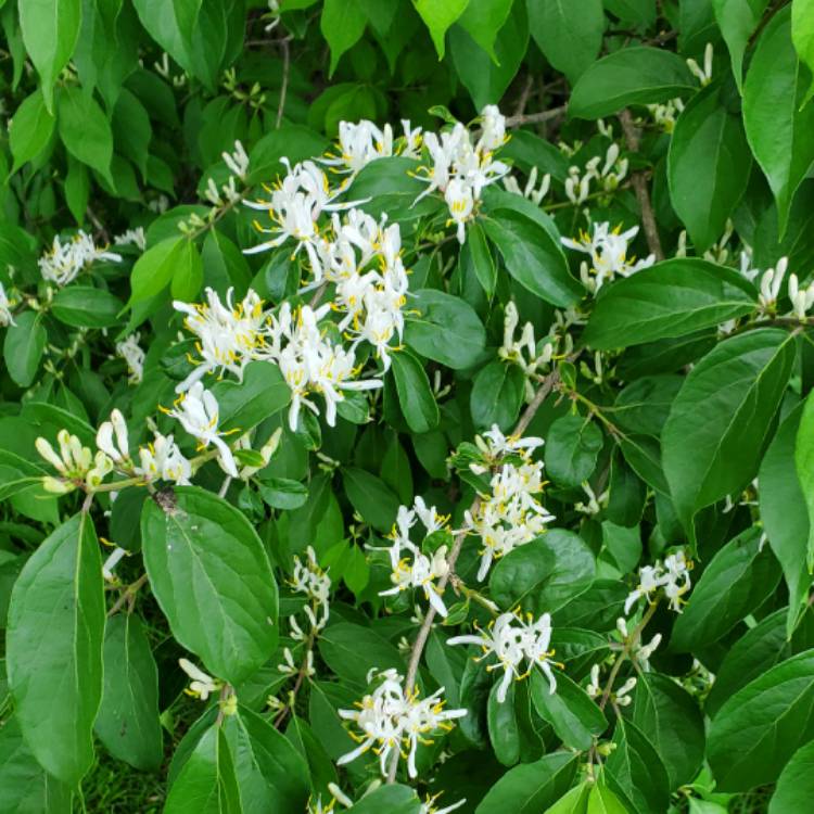 plant image 1592047 plant image 1592047