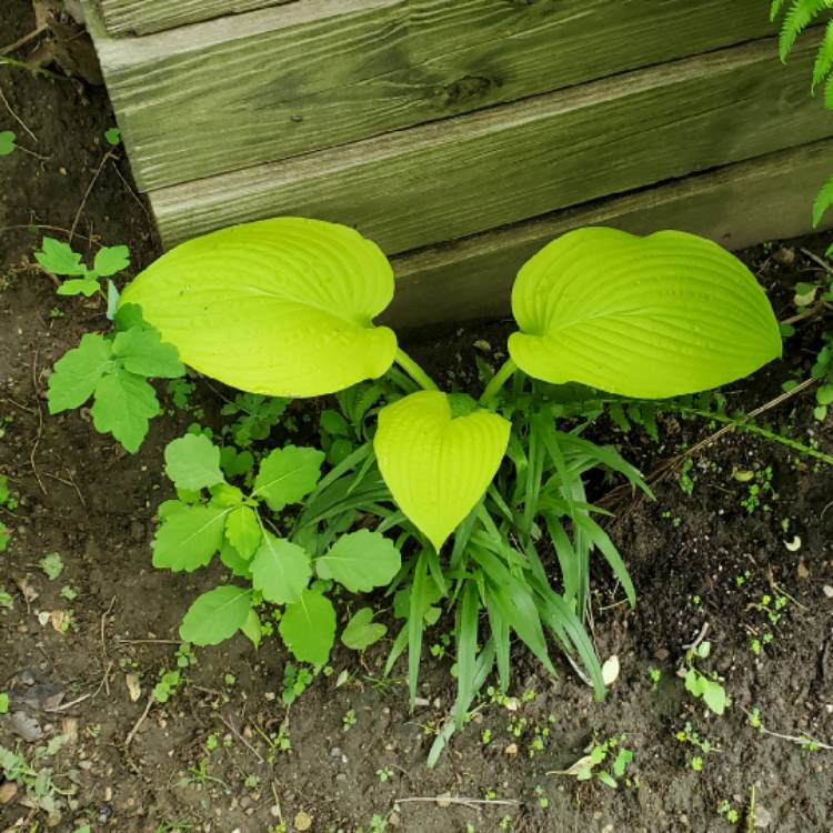 Plant image Hosta 'Dancing Queen'