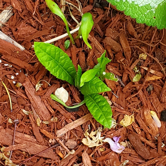 plant image 1592755 plant image 1592755
