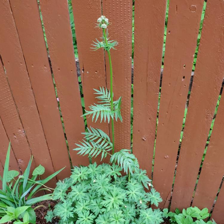 Plant image Valeriana officinalis