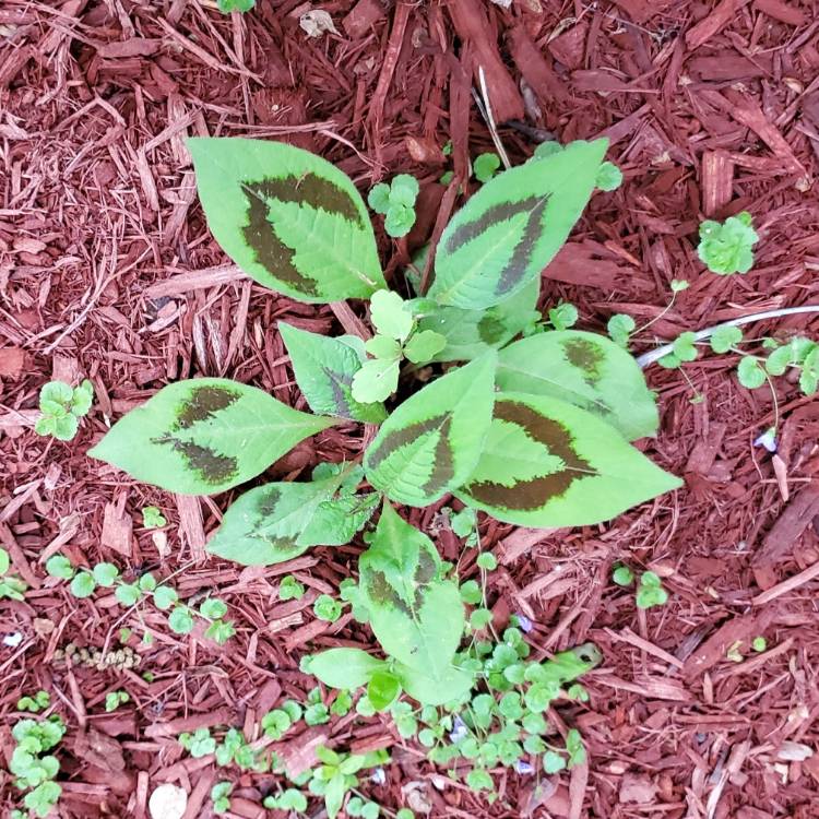 plant image 1593173 plant image 1593173