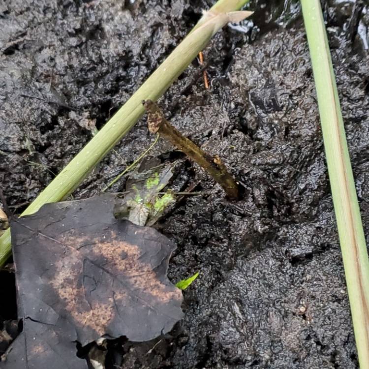 plant image 1593556