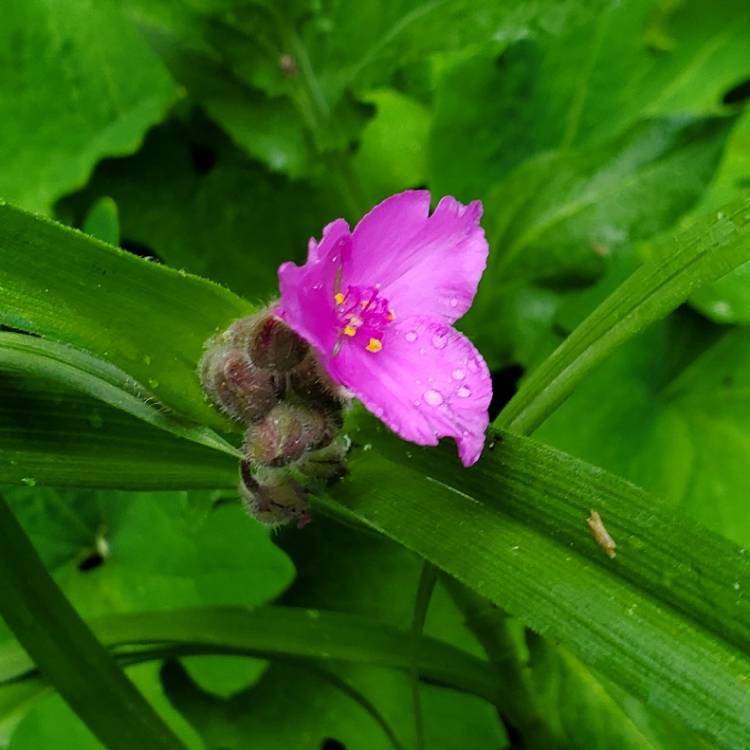 plant image 1593558 plant image 1593558