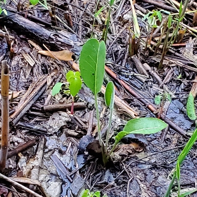 plant image 1593560