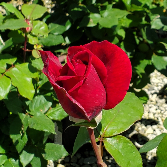 Plant image Rosa 'Mister Lincoln'