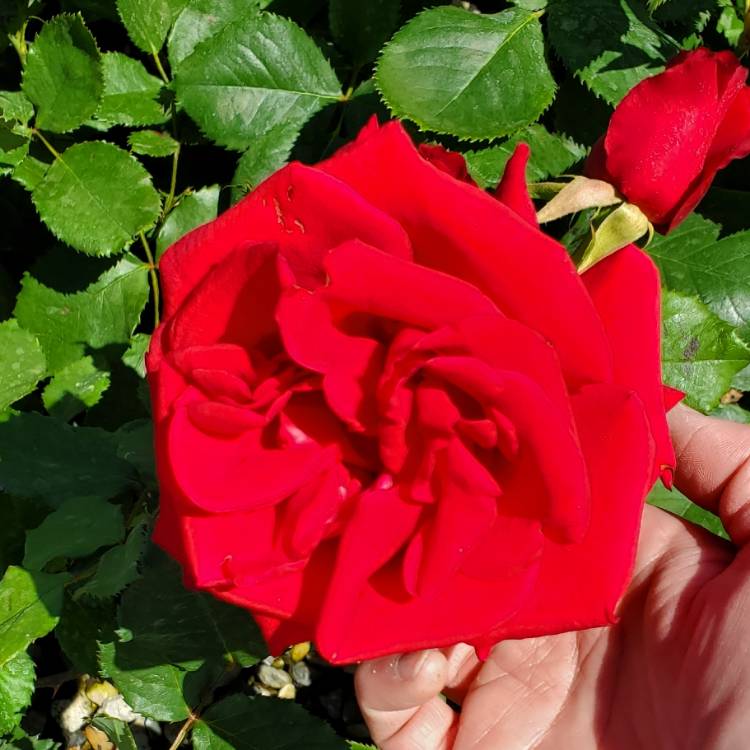 plant image 1593833