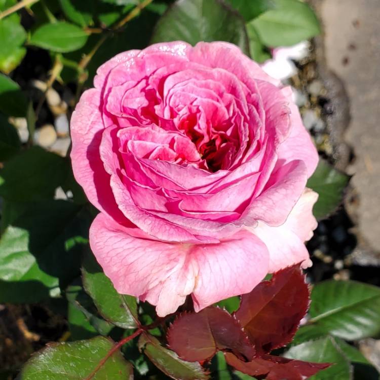 plant image 1593841