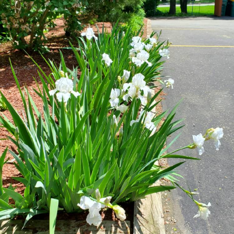 plant image 1593869 plant image 1593869