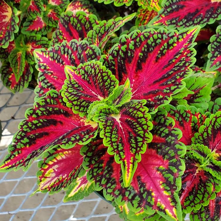 plant image 1593875