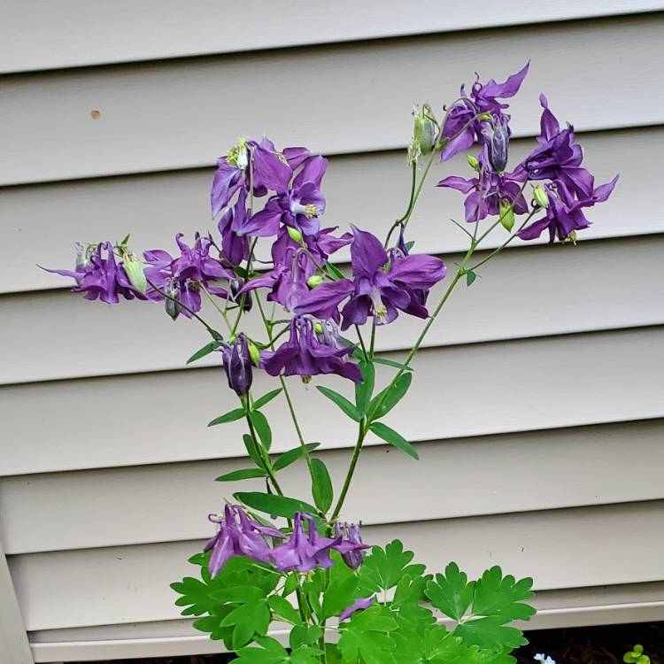 plant image 1593975 plant image 1593975