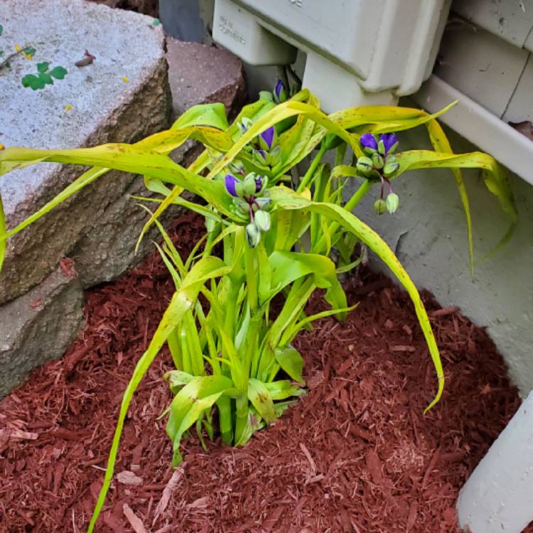 plant image 1593982 plant image 1593982