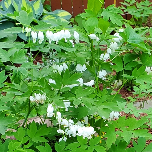 plant image 1594005 plant image 1594005