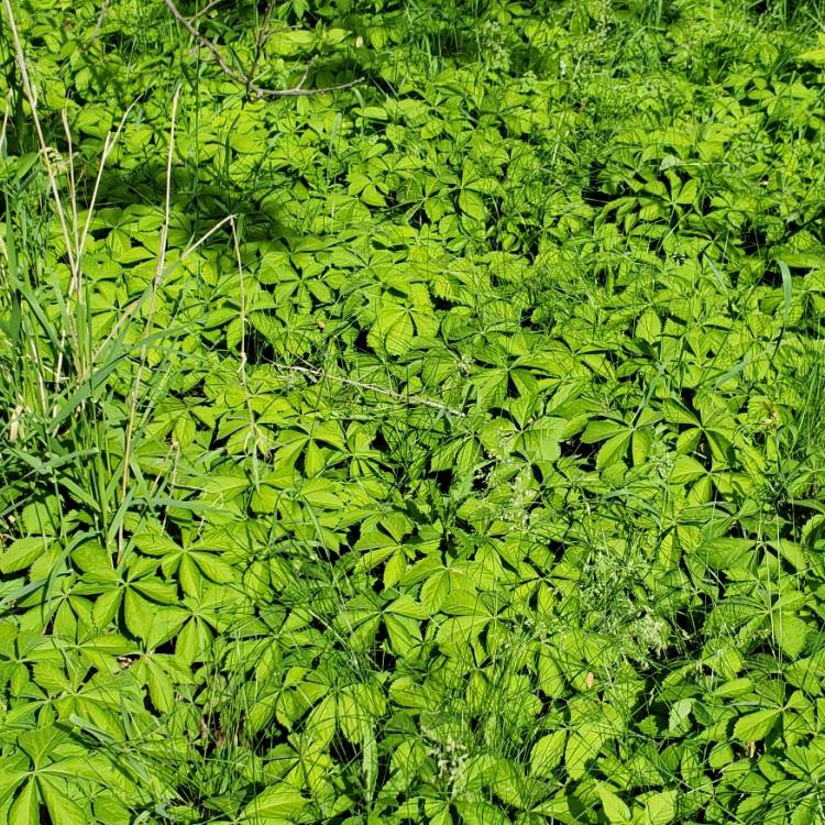 plant image 1594367